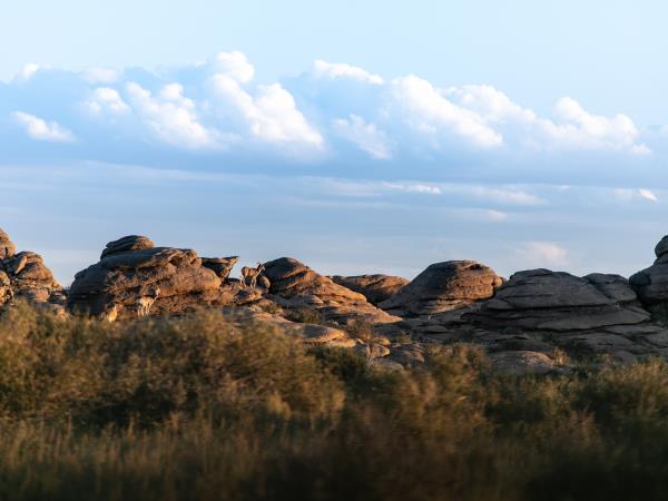 Mongolia wildlife vacation