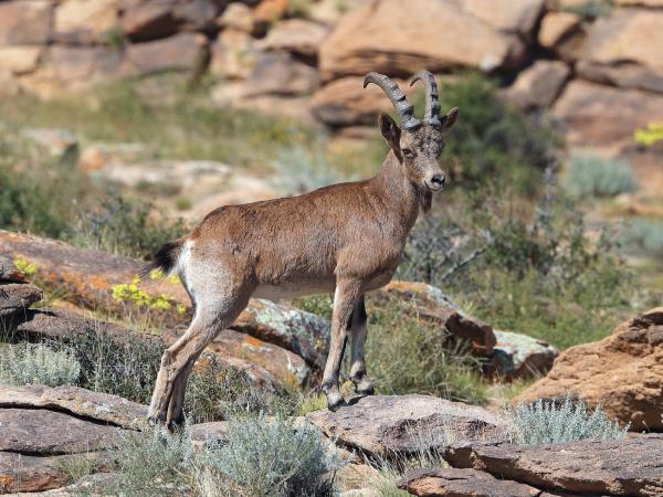 Mongolia wildlife vacation