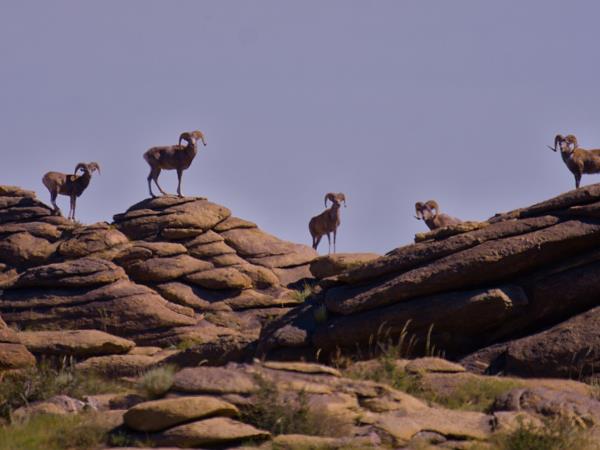 Mongolia wildlife vacation