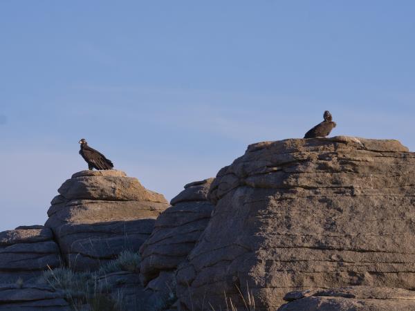 Mongolia wildlife vacation