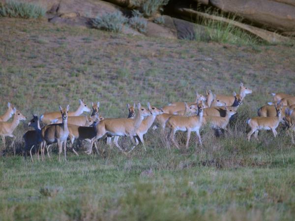 Mongolia wildlife vacation
