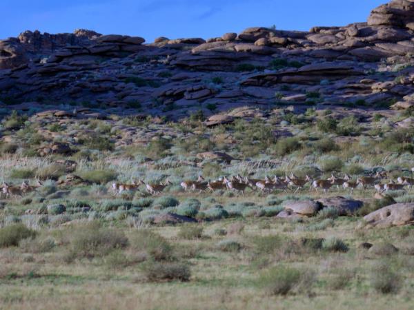 Mongolia wildlife vacation