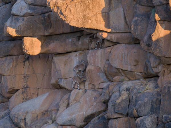 Mongolia wildlife vacation