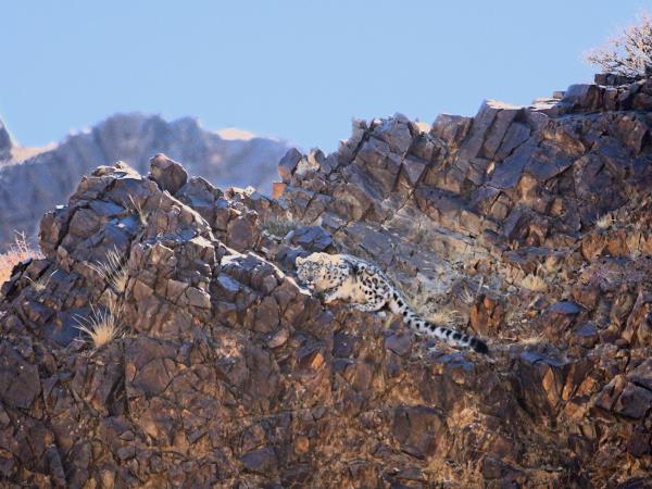 Mongolia Snow Leopard tracking vacation