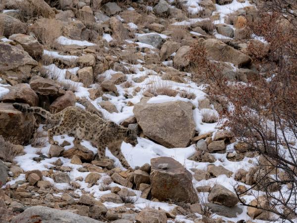 Mongolia Snow Leopard tracking vacation