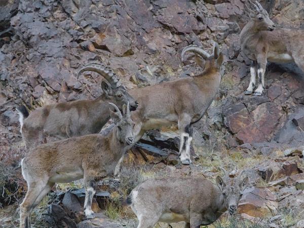 Mongolia Snow Leopard tracking vacation