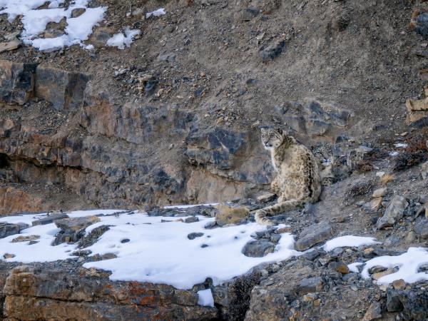 Mongolia Snow Leopard tracking vacation