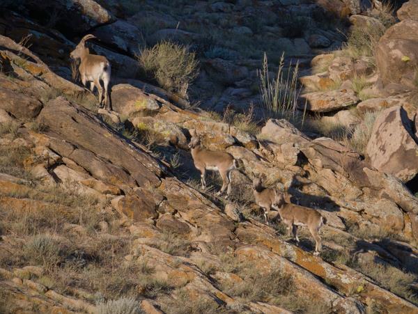 Mongolia Snow Leopard tracking vacation