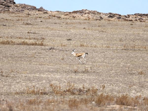 Mongolia Snow Leopard tracking vacation