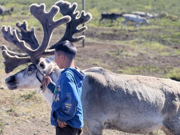 Tsaatan reindeer herding vacation, Mongolia