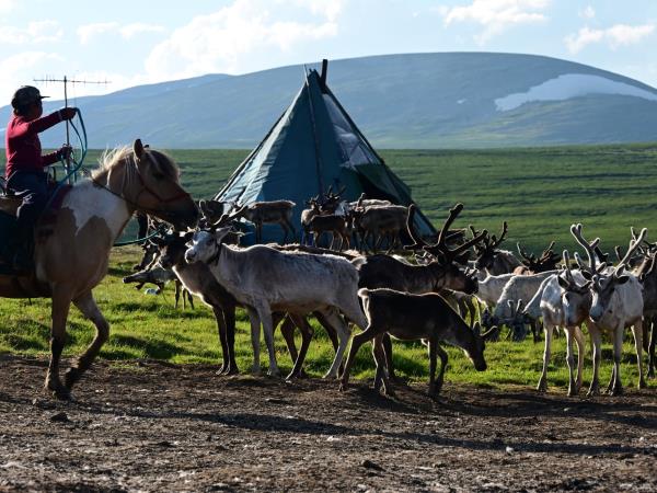Tsaatan reindeer herding vacation, Mongolia
