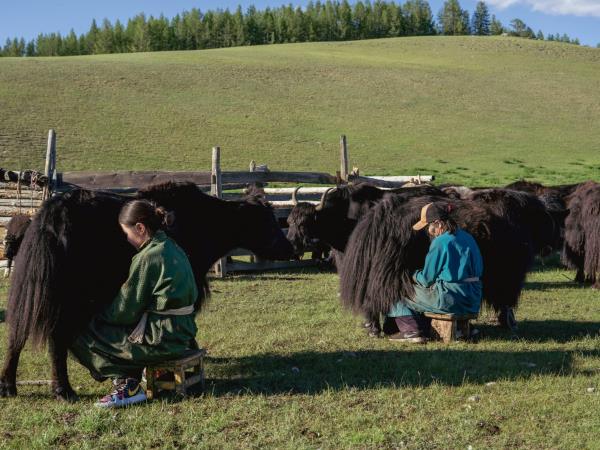 Tsaatan reindeer herding vacation, Mongolia