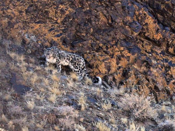 Mongolia Snow Leopard tracking vacation