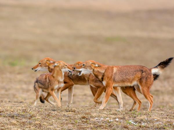 Ethiopia walking and wildlife holiday