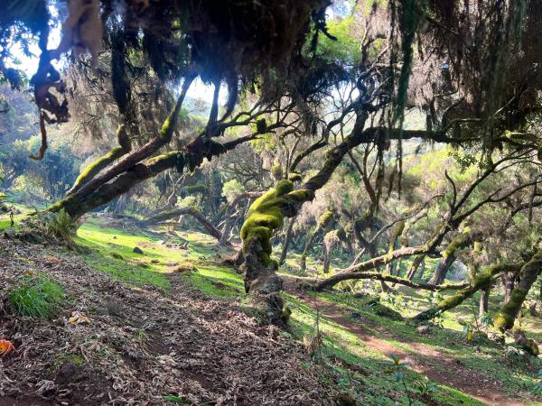 Ethiopia walking and wildlife holiday