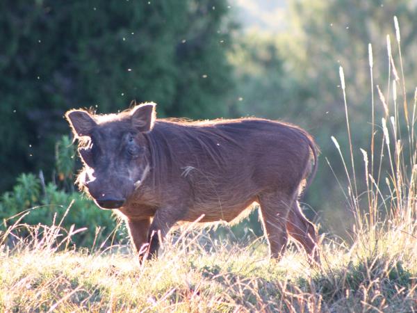 Ethiopia walking and wildlife holiday