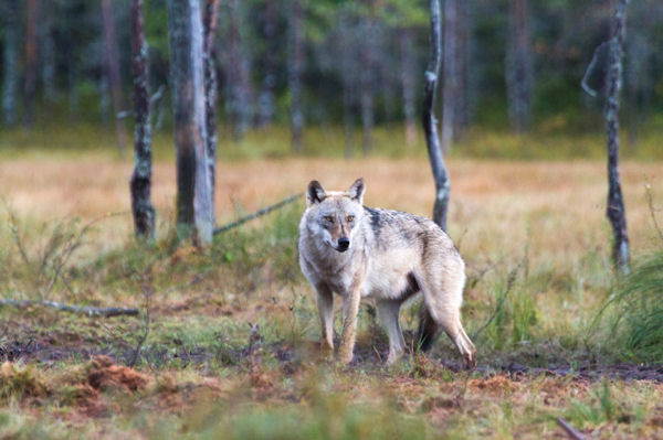 Rewildling