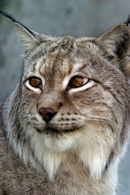 Rewildling