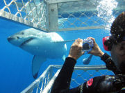 Great White Shark, South Australia. Photo by South Australia Tourist Board