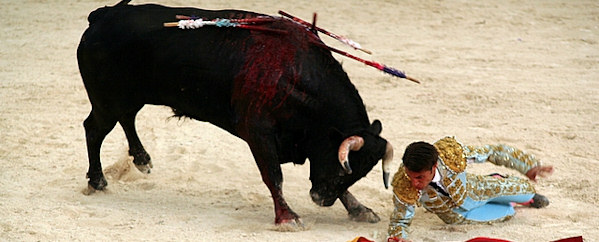 Bull fighting