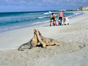 Sea Lions, South Australia. Photo by South Australia Tourist Board