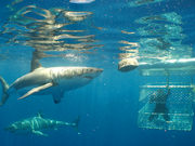 Shark diving, South Australia. Photo by South Australia Tourist Board