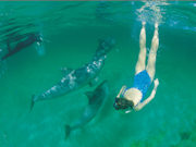 Swimming with dolphins, South Australia. Photo by South Australia