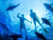Swimming with tuna, South Australia. Photo by South Australia Tourist Board