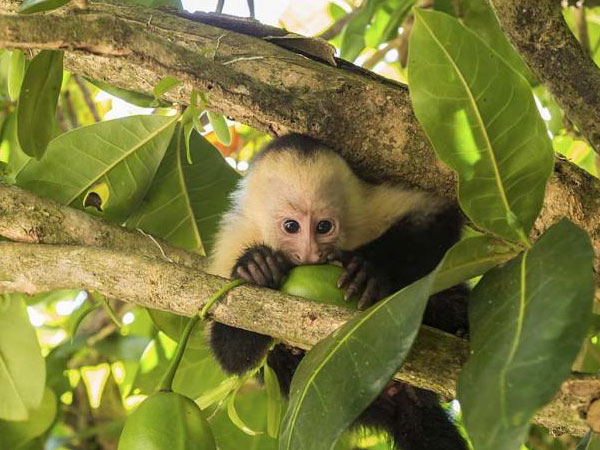 Natural highlights tour of Costa Rica