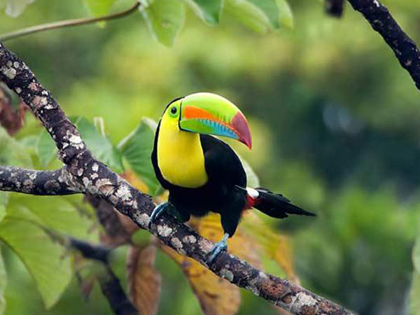 Natural highlights tour of Costa Rica