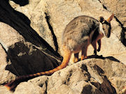 Yellow Footed Rock Wallaby, South Australia. Photos by South Australia Tourist Board