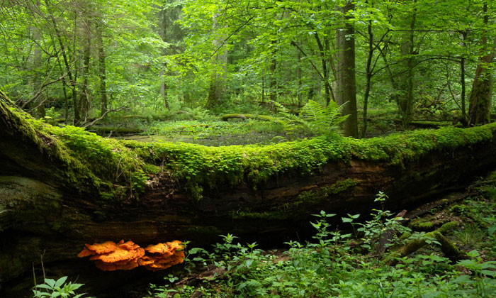 Ancient Białowieża Forest