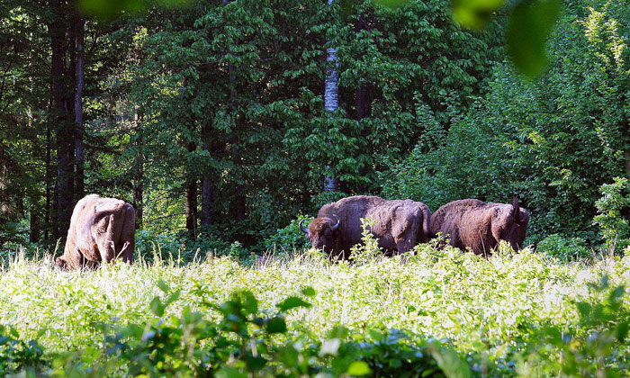 Wild bison