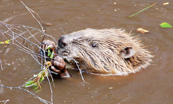 Beaver