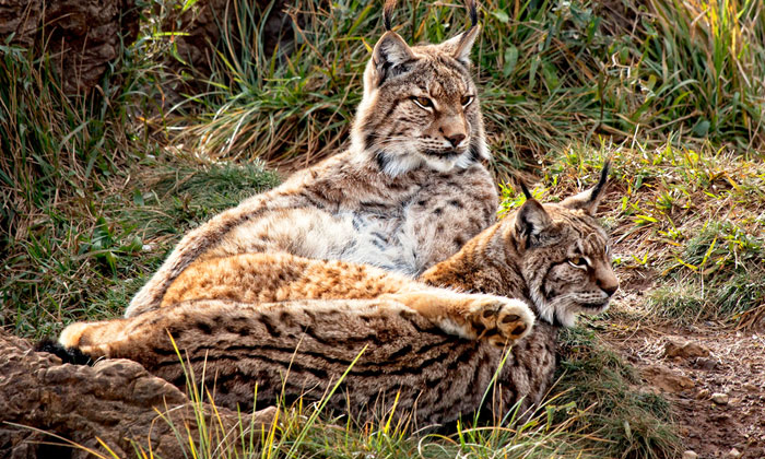 Lynx