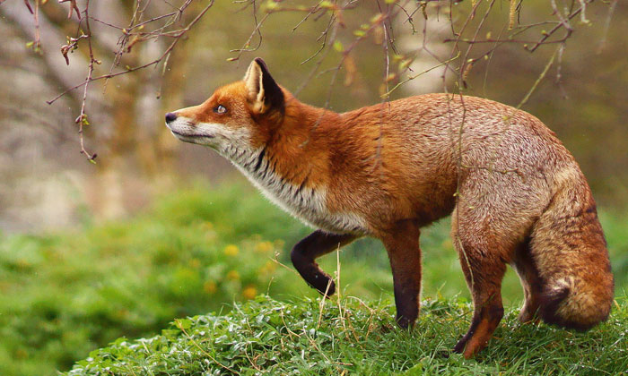 Fox