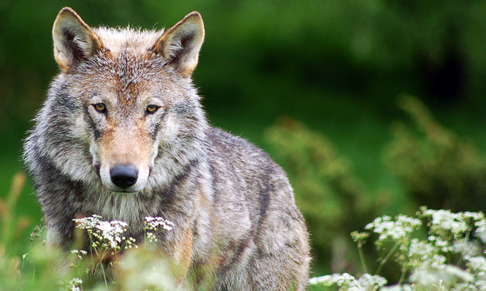 Wolf