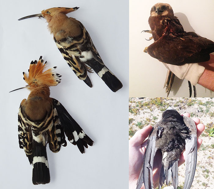 4 dead birds