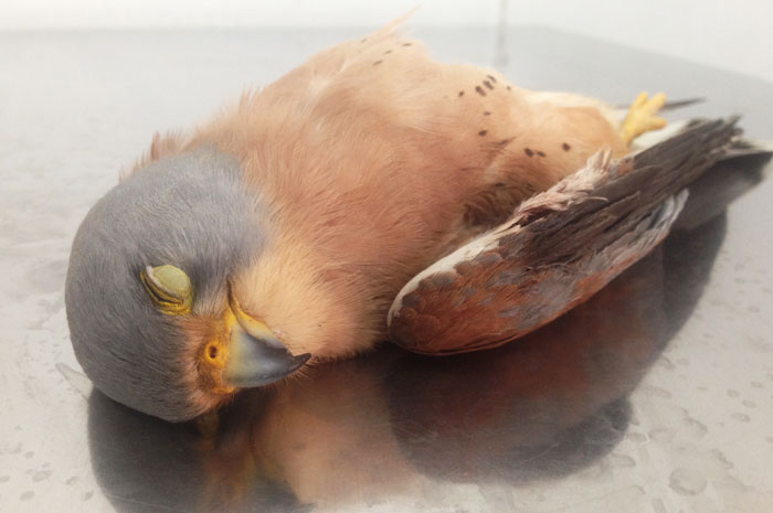 Shot Lesser Kestrel