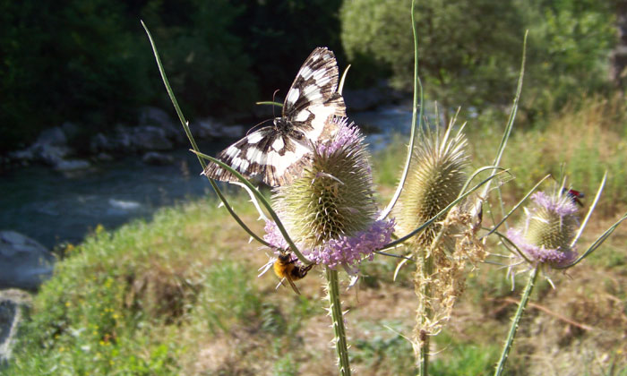 River wildlife