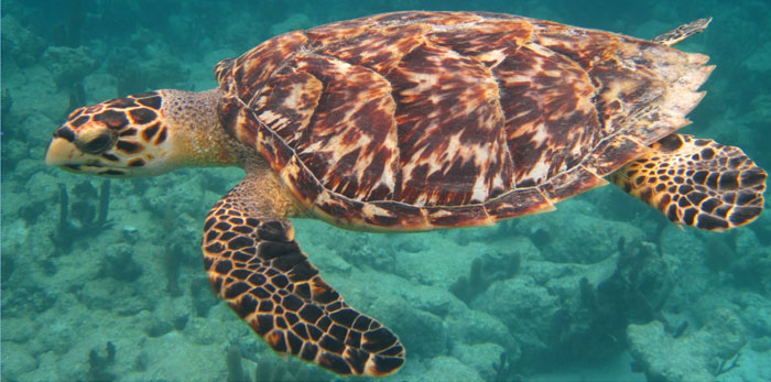 Turtle products