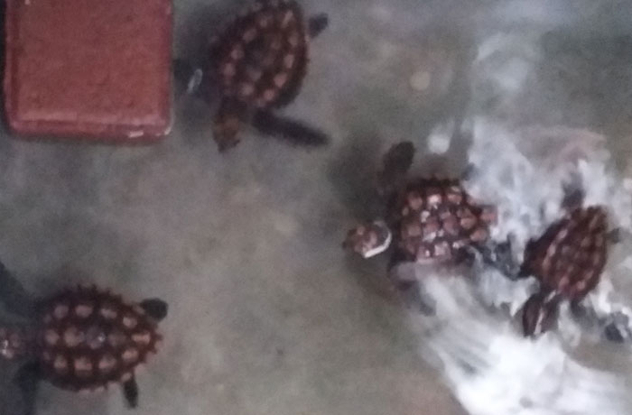 Turtle hatcheries