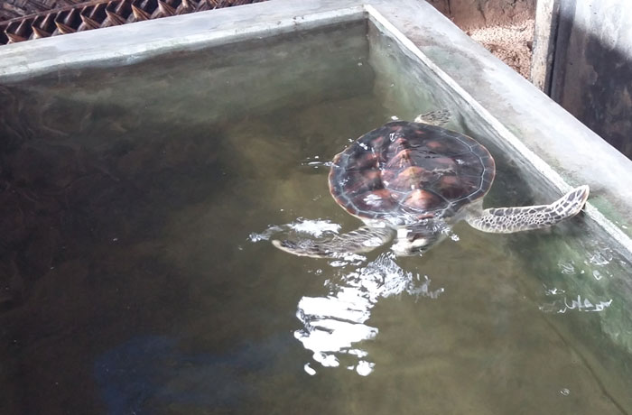 Turtle hatcheries