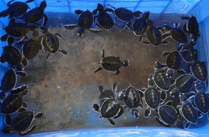 Turtle hatcheries