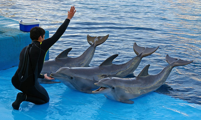 Performing dolphins