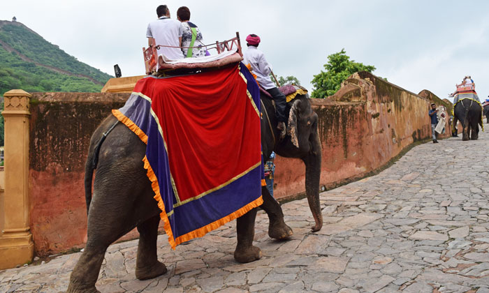 Elephant rides in Rajasthan