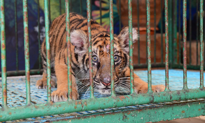 Caged tiger cub