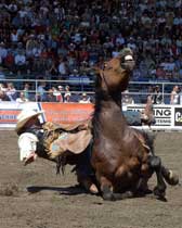 Bare back, animal welfare issues at rodeos