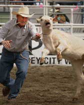 Calf roping, animal welfare issues at rodeos