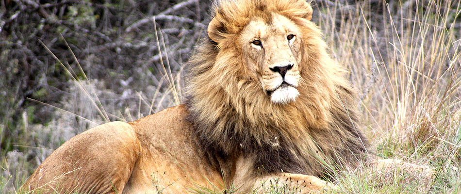 Majestic lion